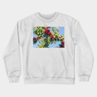 Branches of Ripe Okanagan Cherries Blue Sky Crewneck Sweatshirt